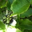 Front Yard Passionfruit Flower