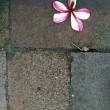 Front Yard Frangipani