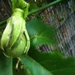 Passionfruit Egg